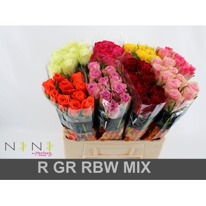 Rosa large mix in bucket