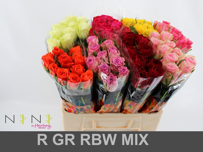 Rosa large mix in bucket