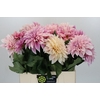 Dahlia Cafe Au Lait
