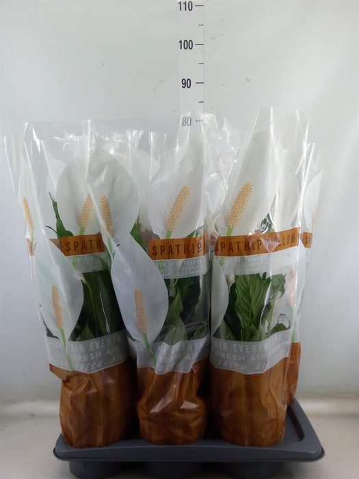<h4>Spathiphyllum  'Sweet Chico'</h4>