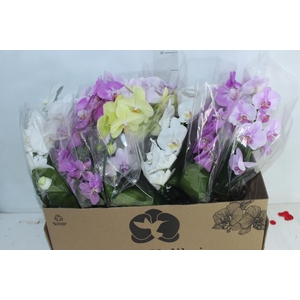 PHALAENOPSIS REDONDA P12