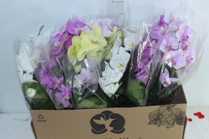 <h4>PHALAENOPSIS REDONDA P12</h4>