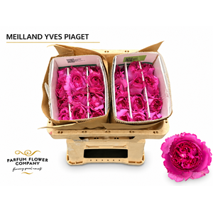 Rosa Meilland Yves Piaget