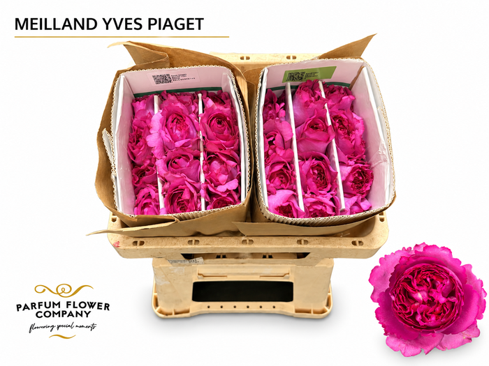 <h4>Rosa Meilland Yves Piaget</h4>