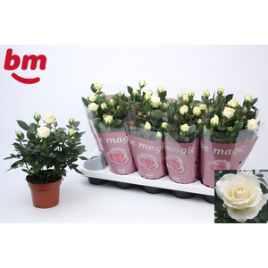 ROSA BEAU MONDE WHITE P12