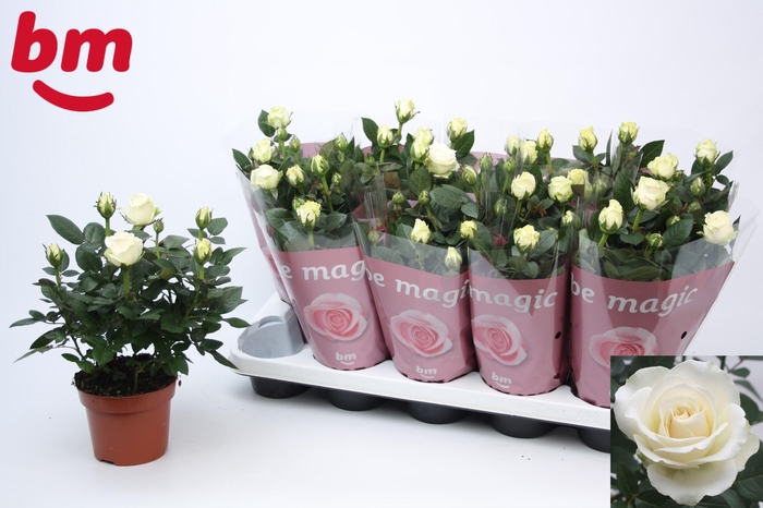 <h4>ROSA BEAU MONDE WHITE P12</h4>
