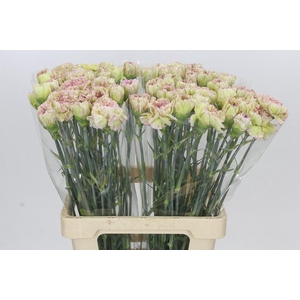 Dianthus St Lady Sheen