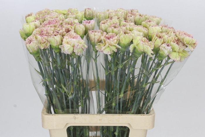 <h4>Dianthus St Lady Sheen</h4>