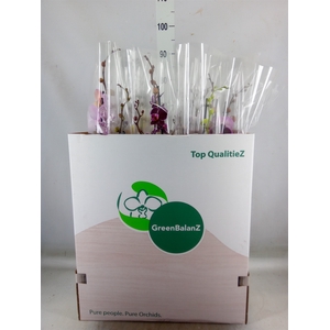 Phalaenopsis   ...mix