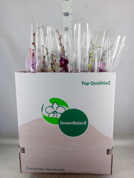 <h4>Phalaenopsis   ...mix</h4>