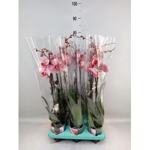 Phalaenopsis   ...