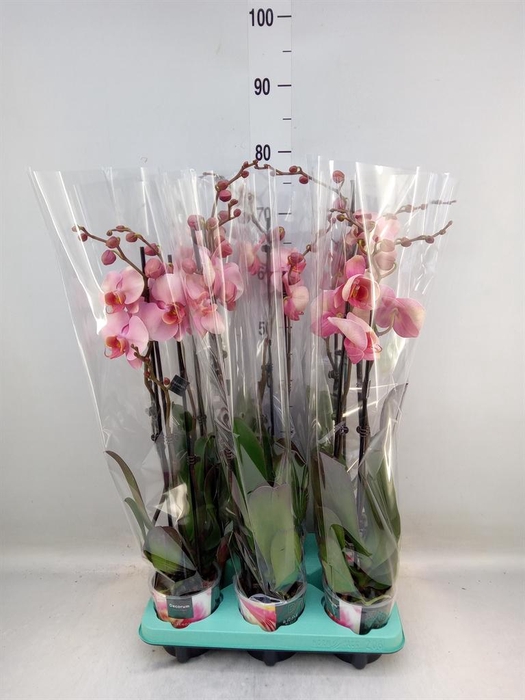 <h4>Phalaenopsis   ...</h4>