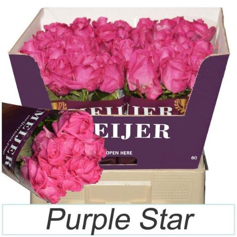 <h4>Rozen PURPLE STAR</h4>