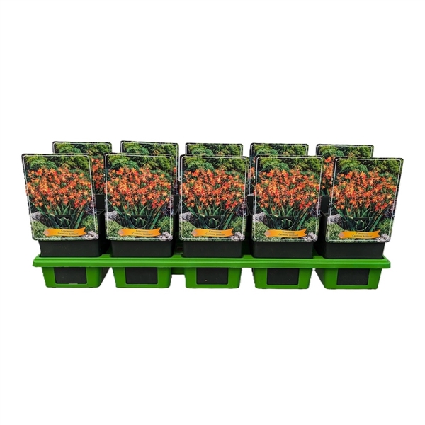 <h4>Crocosmia 'Carmine Brilliant' P11</h4>