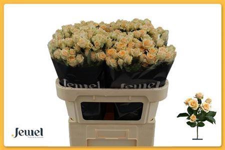 <h4>R Tr Trinity</h4>