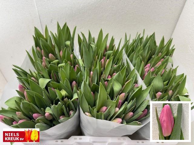 <h4>TU EN JUMBO PINK</h4>