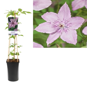Clematis 'Hagley Hybrid' +light label