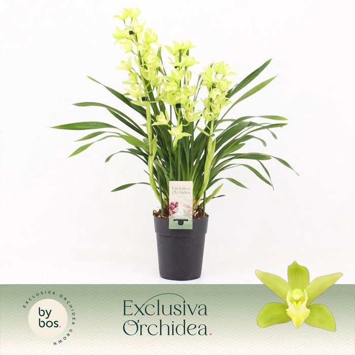 <h4>Cymbidium, Green Arrow 3-spike P14 'Exclusiva Orchidea'</h4>