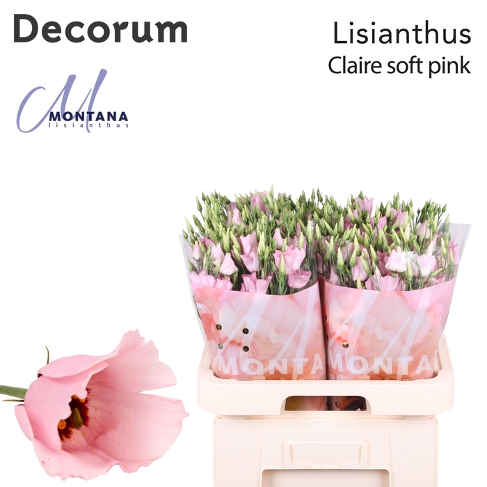 <h4>Lisianthus Claire Soft pink 70cm</h4>