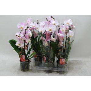 !! PROMO !! PHAL CASCADE SOFT ROSA 2 TAK