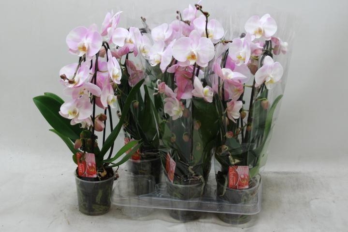 <h4>!! PROMO !! PHAL CASCADE SOFT ROSA 2 TAK</h4>