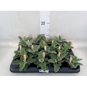 Kalanchoe NF beharensis