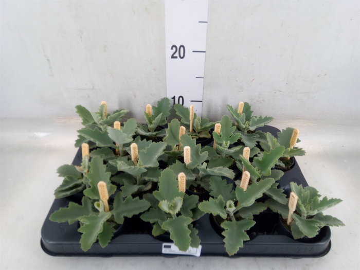 <h4>Kalanchoe NF beharensis</h4>