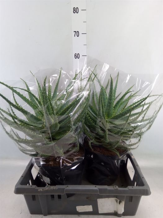 <h4>Aloe arborescens</h4>