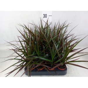Dracaena marg. 'Magenta'