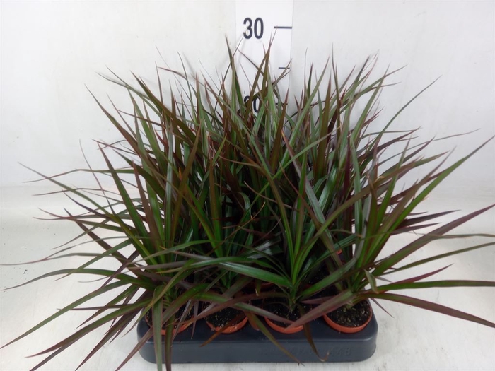 <h4>Dracaena marg. 'Magenta'</h4>