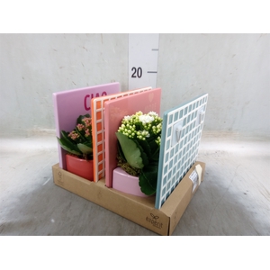 Arr.   Planten L%