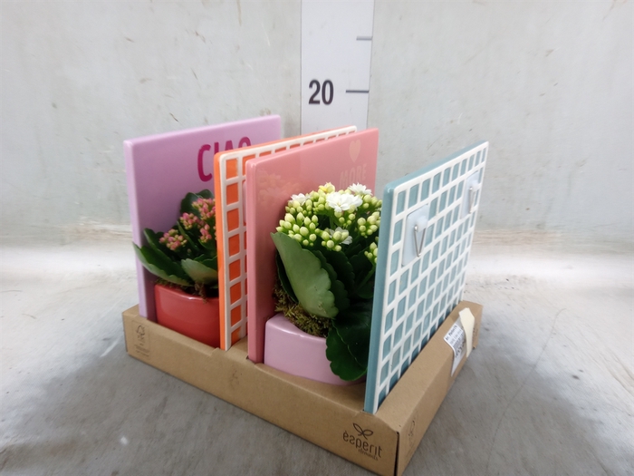 <h4>Arr.   Planten L%</h4>