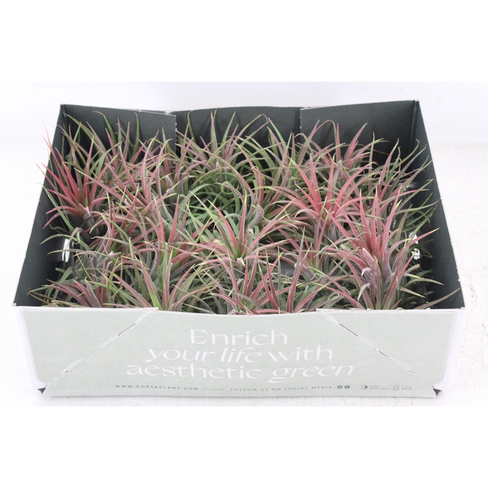 <h4>Arr3 Cp - Till. Ionantha Rood X20</h4>
