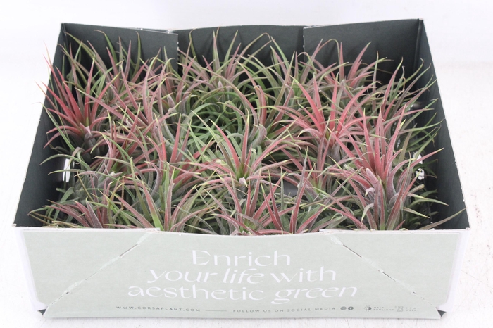 Arr3 Cp - Till. Ionantha Rood X20