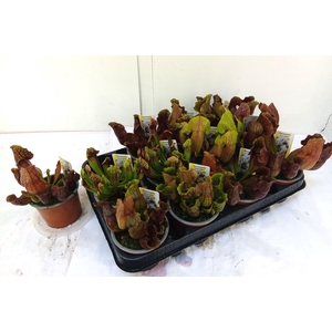 SARRACENIA OV