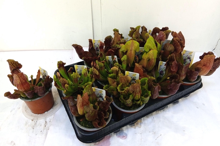 <h4>SARRACENIA OV</h4>