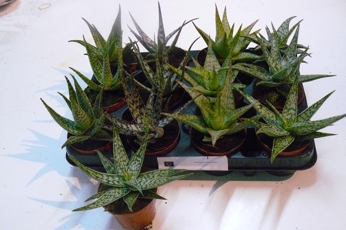 <h4>ALOE MIX P8.5</h4>