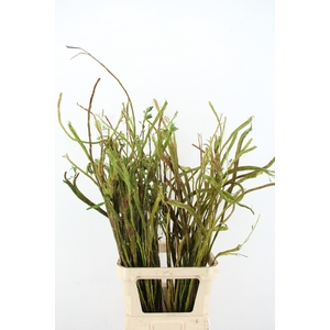 SALIX SEKKA BANDWILG