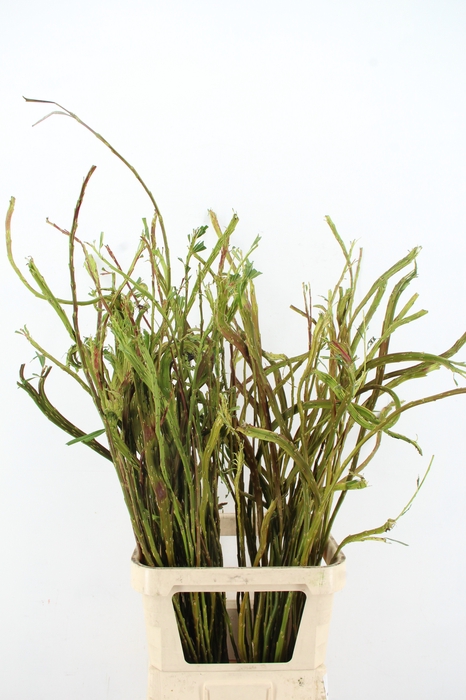 <h4>SALIX SEKKA BANDWILG</h4>