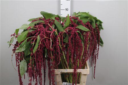 <h4>Amar Ca Red Cord</h4>