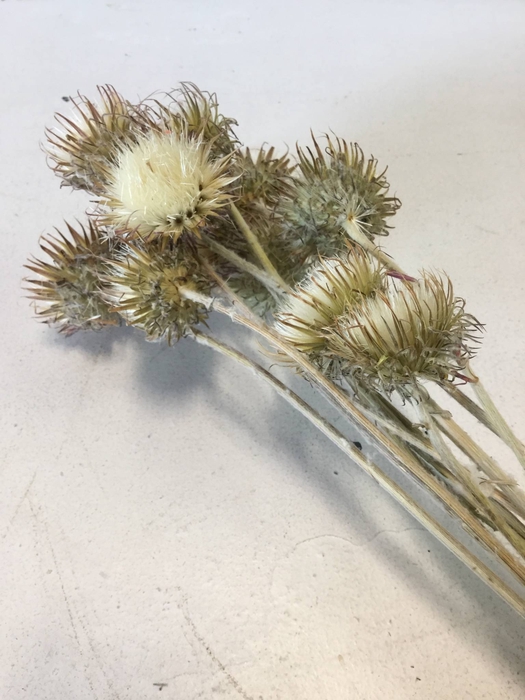 DRIED FLOWERS - BERGDISTEL NATURAL WHITE