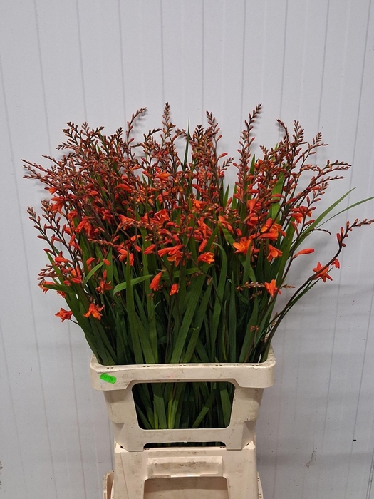 <h4>CROCOS RED KING</h4>