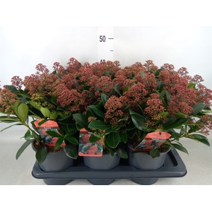 Skimmia jap. 'Rubella'