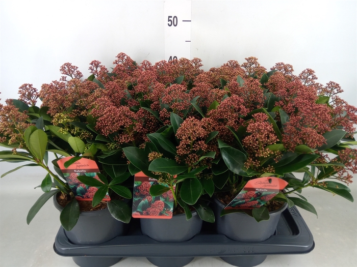<h4>Skimmia jap. 'Rubella'</h4>