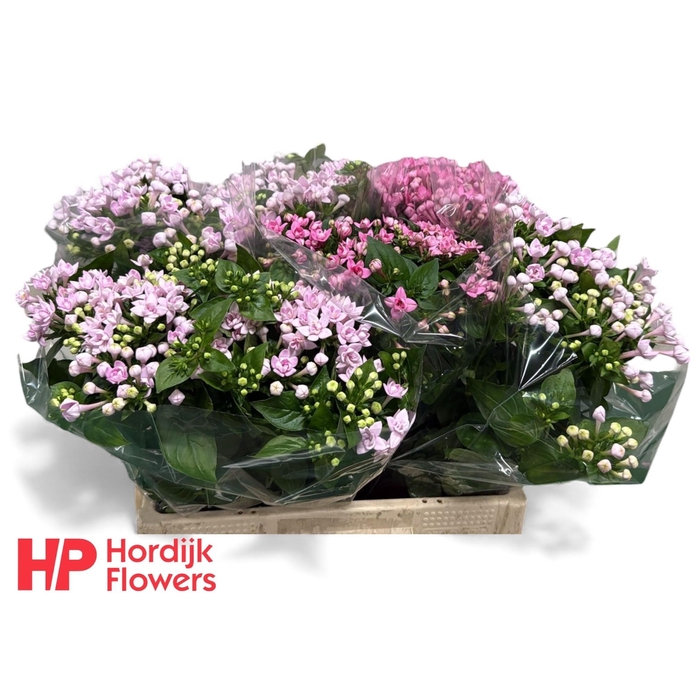 <h4>Bou Du Gem In Fust</h4>