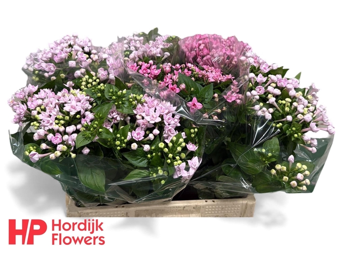 <h4>BOU DU GEM IN FUST</h4>