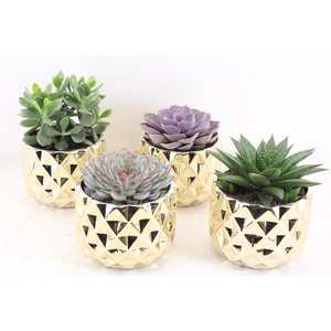 arr3 OV - Ker. Las vegas x4