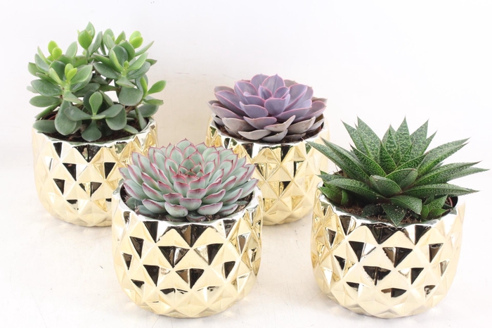 <h4>arr3 OV - Ker. Las vegas x4</h4>