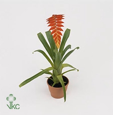 Tillandsia Dyeriana