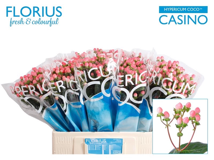 <h4>Hyp Coco Casino Florius</h4>